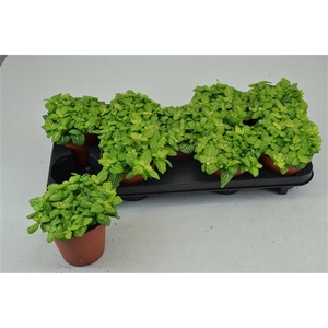 FITTONIA JOLY LEMON 12 CM