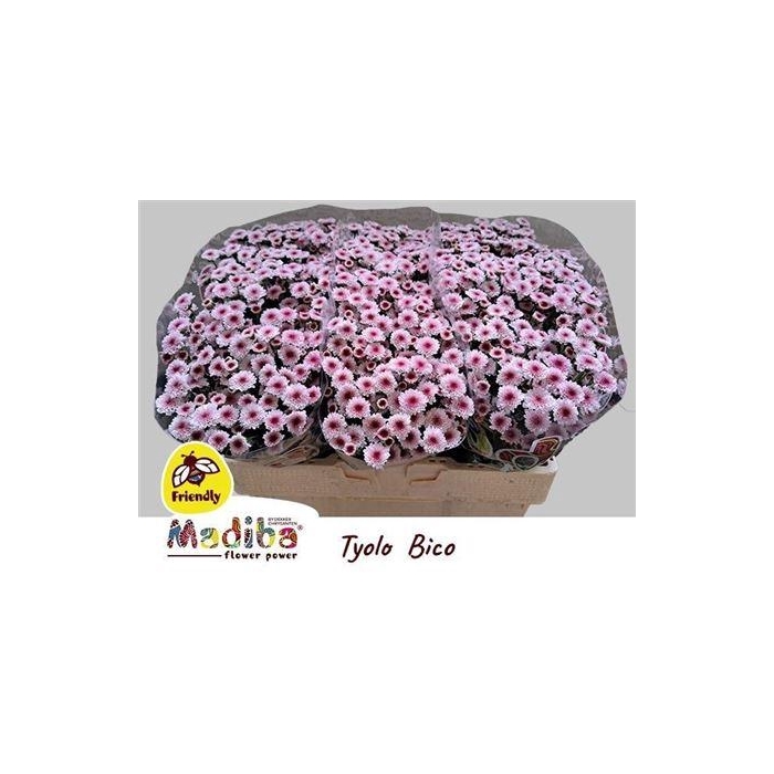 <h4>Chr S Madiba Tyolo Bico</h4>