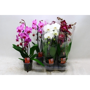PHAL EL CASCADE