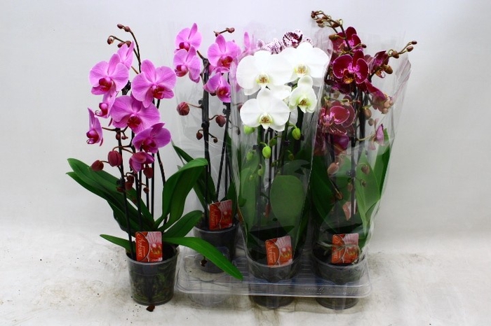 <h4>PHAL EL CASCADE</h4>