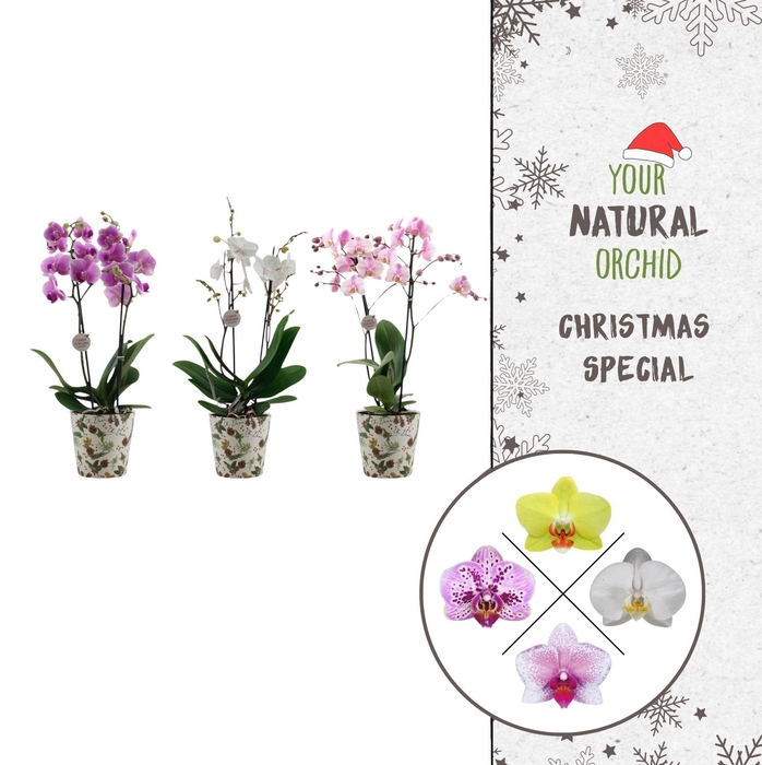 <h4>Christmas | 2 spike Flower Symphony mix | Kerst potcover</h4>