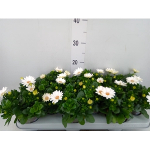Osteospermum  'Margarita Cream'