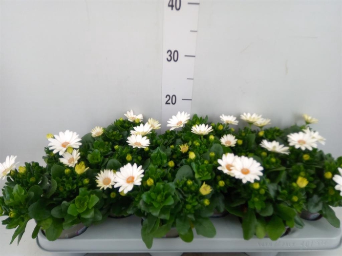 <h4>Osteospermum 'Margarita Cream'</h4>