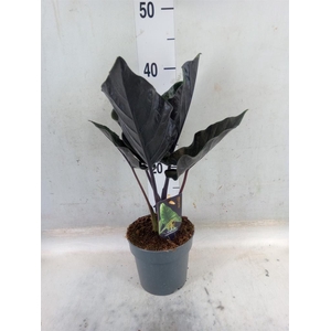 Alocasia   ...