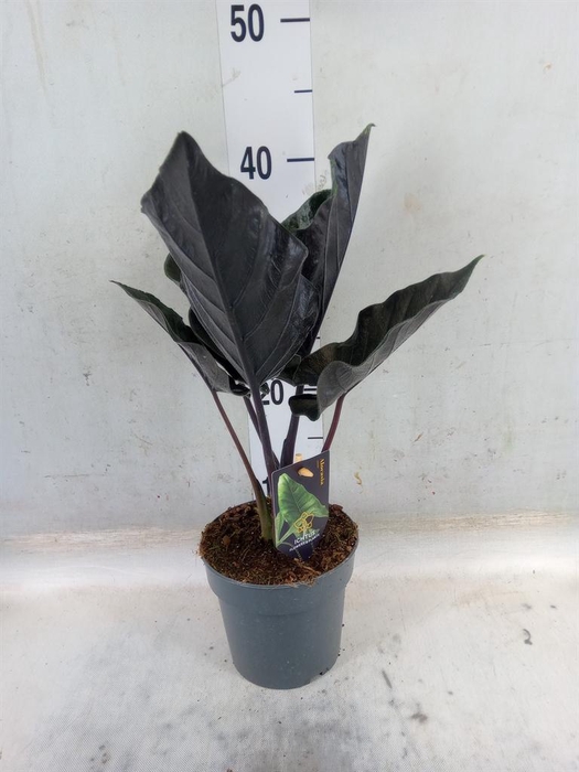 <h4>Alocasia   ...</h4>