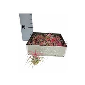 Tillandsia Air Mix