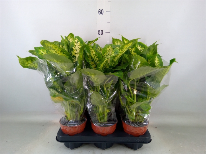 <h4>Dieffenbachia  'Compacta'</h4>