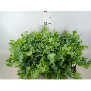 Phlebodium aureum 'Davana'