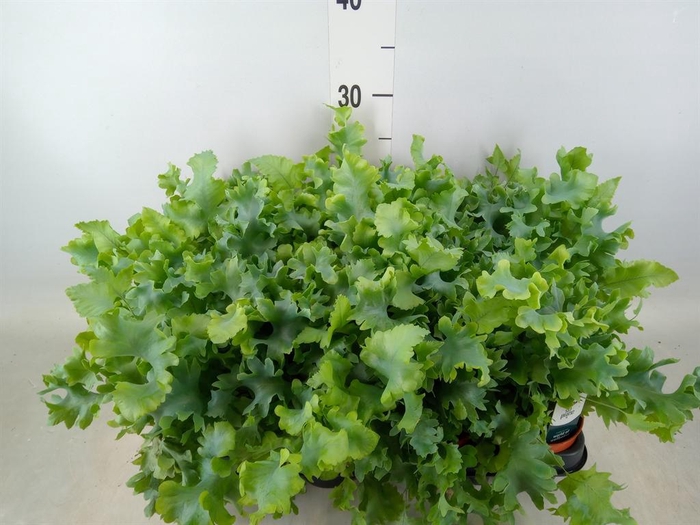 <h4>Phlebodium aureum 'Davana'</h4>