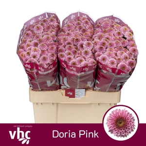 Chr San Doria Pink
