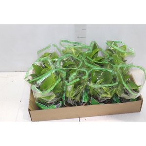 JIBOIA VERDE C13 PENDENTE