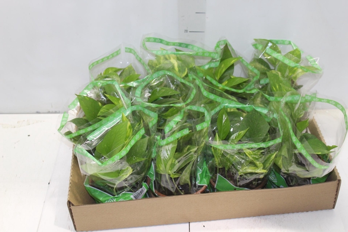 <h4>JIBOIA VERDE C13 PENDENTE</h4>