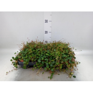 Peperomia  'Pepperspot'