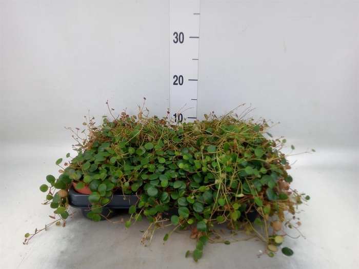 <h4>Peperomia  'Pepperspot'</h4>