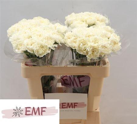 <h4>Di St White Liberty</h4>