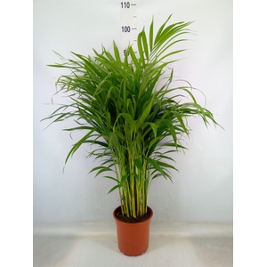 Dypsis lutescens   ...Chrysalidoca