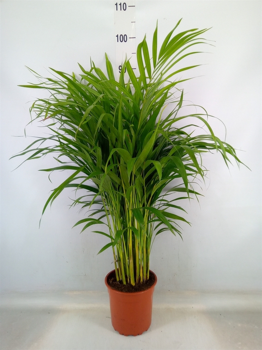 <h4>Dypsis lutescens   ...Chrysalidoca</h4>