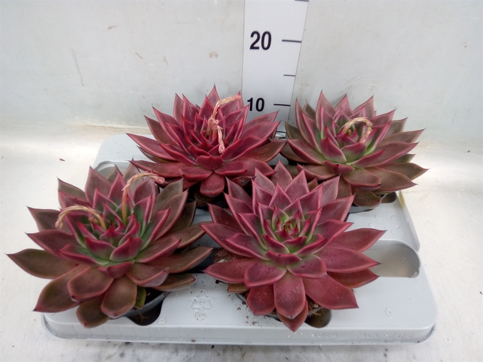 <h4>Echeveria   ...</h4>