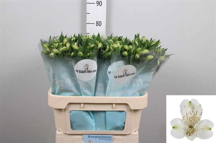 <h4>Alstr White Swan</h4>