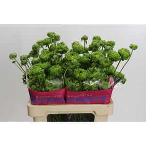 Ranunculus Romance Pomerol