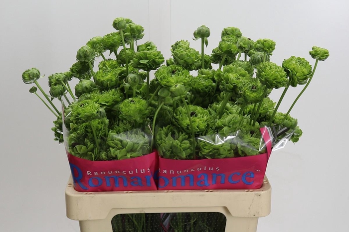 Ranunculus Romance Pomerol