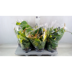 Philodendron scand. 'Brasil'