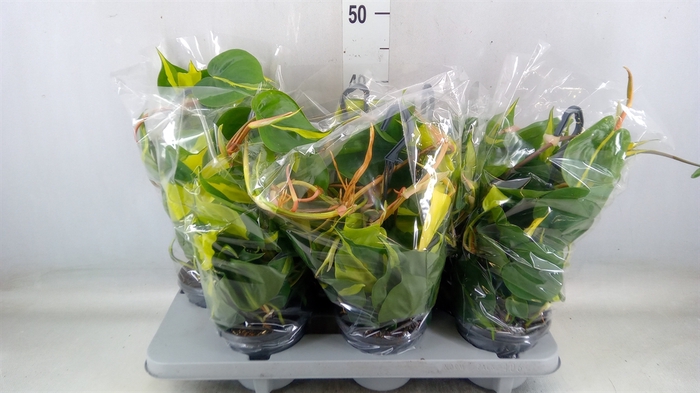 <h4>Philodendron scand. 'Brasil'</h4>