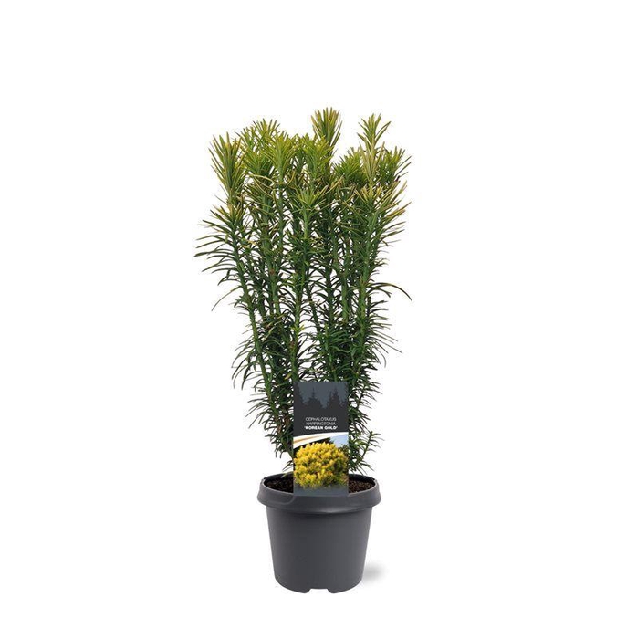 <h4>Cephalotaxus harringtonii 'Korean Gold'</h4>