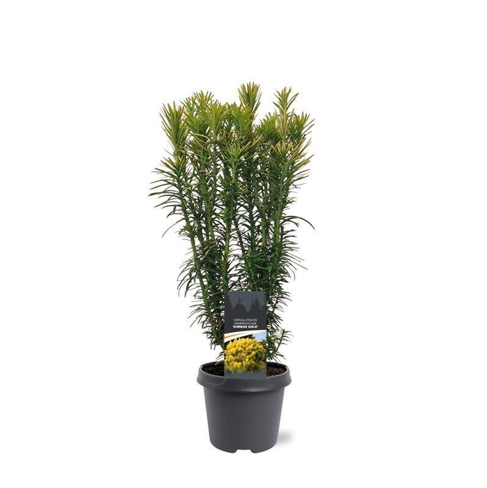 <h4>Cephalotaxus harringtonii 'Korean Gold'</h4>