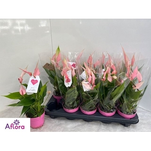 Anthurium Lilli 10Ø 30cm 6fl