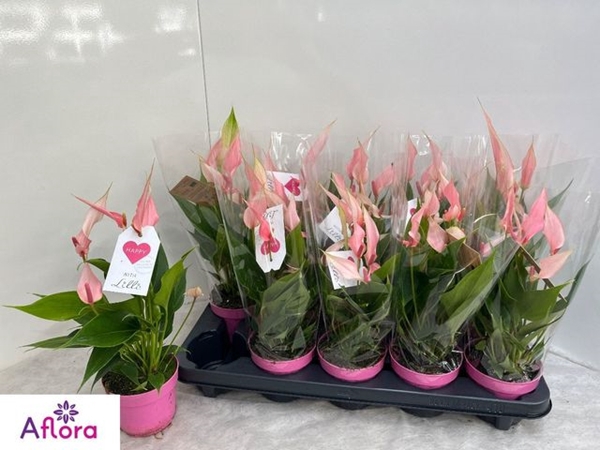 Anthurium Lilli 10Ø 30cm 6fl