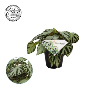 Begonia Silver Jewell 12 cm