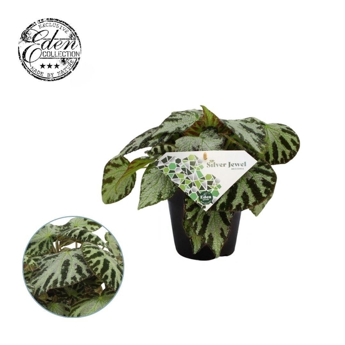 <h4>Begonia Silver Jewell 12 cm</h4>