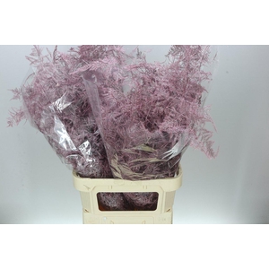 Asparagus Lang Getopt Rose/gold X50