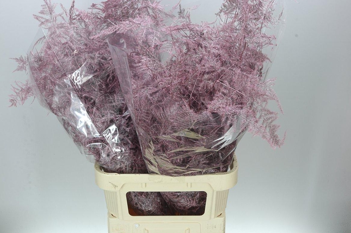 <h4>Asparagus Lang Getopt Rose/gold X50</h4>