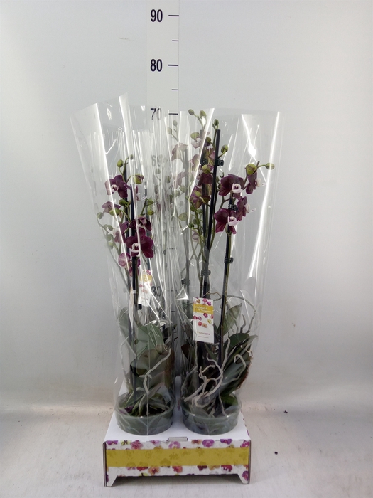 <h4>Phalaenopsis   ...red</h4>