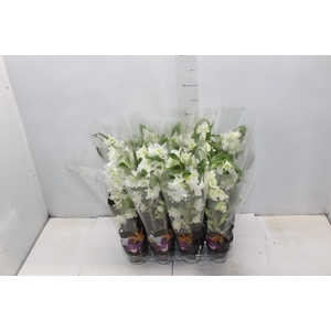 DENDROBIUM NOBILY P09 BRANCO PREMIUM