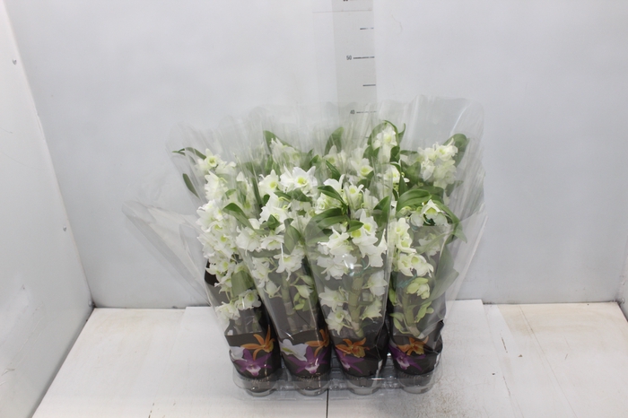 <h4>DENDROBIUM NOBILY P09 BRANCO PREMIUM</h4>