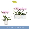 Phalaenopsis overig roze (enkele ta