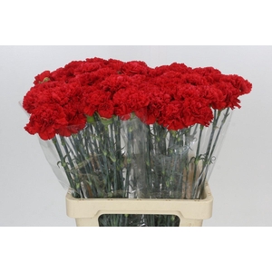 Dianthus St Gennaro