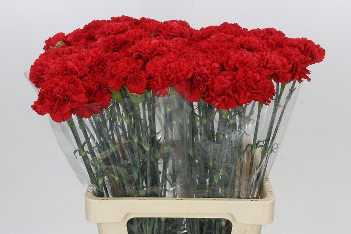 <h4>Dianthus St Gennaro</h4>
