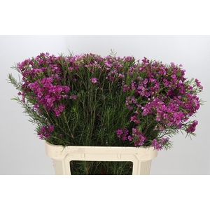 Chamelaucium Eden