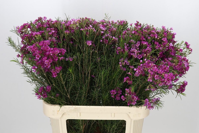 <h4>Chamelaucium Eden</h4>