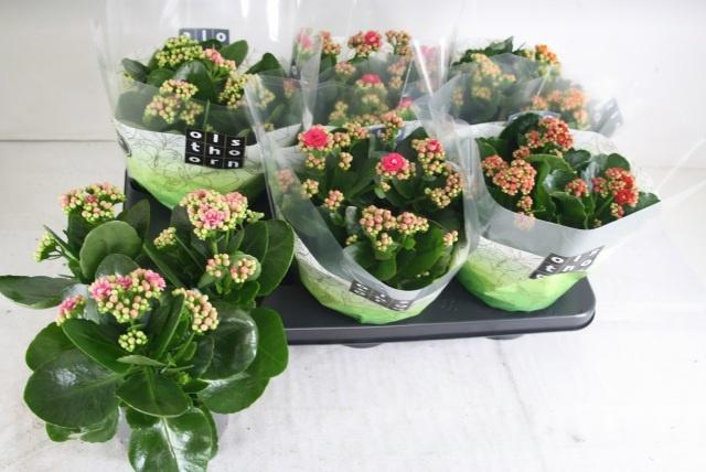 <h4>KAL GE GEM 4 KL</h4>