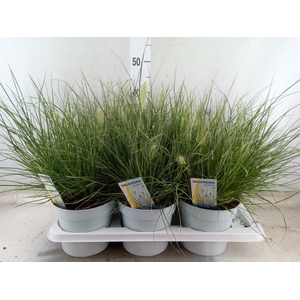 Pennisetum alopec. 'Little Honey'