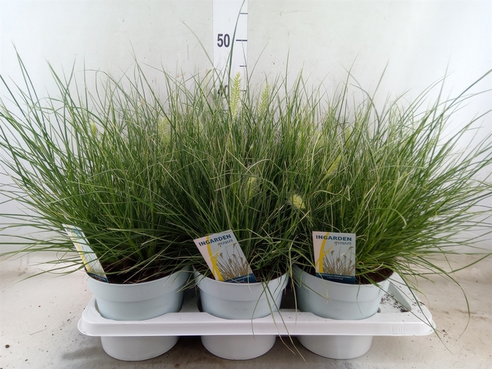 <h4>Pennisetum alopec. 'Little Honey'</h4>