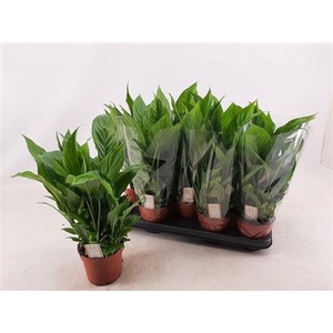 Spathiphyllum 'Bellini'