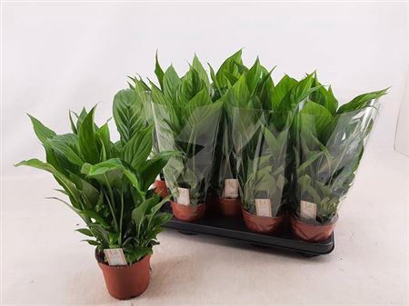 <h4>Spathiphyllum 'Bellini'</h4>
