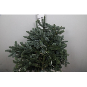 Abies Nob Blauw Kilo (5kg)