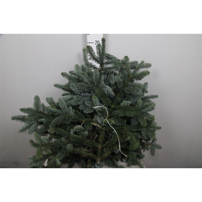 <h4>Abies Nob Blauw Kilo (5kg)</h4>